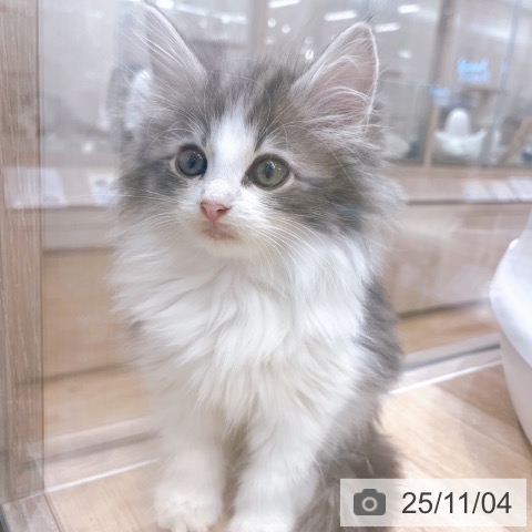 ノルウェージャンフォレストキャットの写真