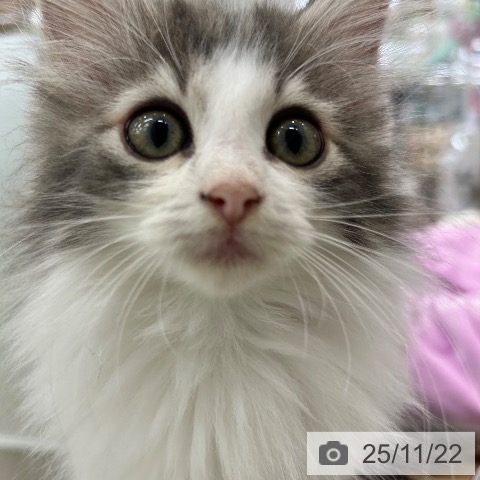 大阪府のノルウェージャンフォレストキャット (ペットプラス 松原店/2025年8月22日生まれ/女の子/ブルータビーホワイト)の子猫の4枚目の画像
