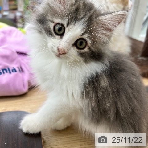 大阪府のノルウェージャンフォレストキャット (ペットプラス 松原店/2025年8月22日生まれ/女の子/ブルータビーホワイト)の子猫の3枚目の画像