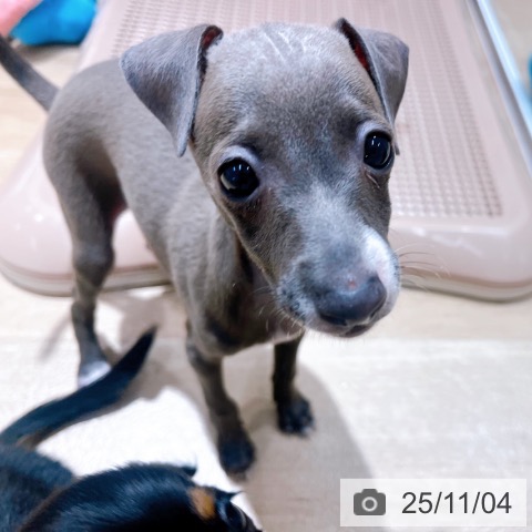 イタリアン・グレーハウンドの写真