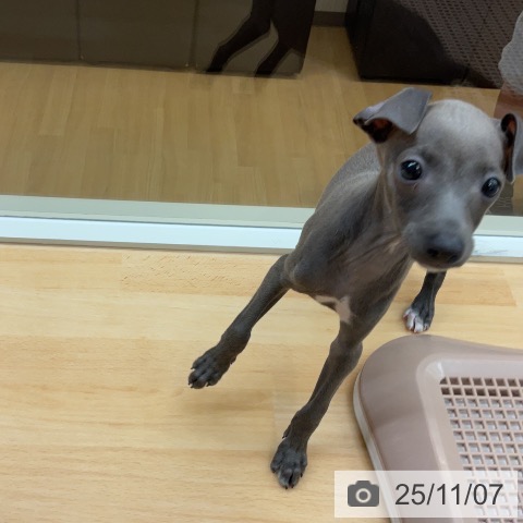 イタリアン・グレーハウンドの写真