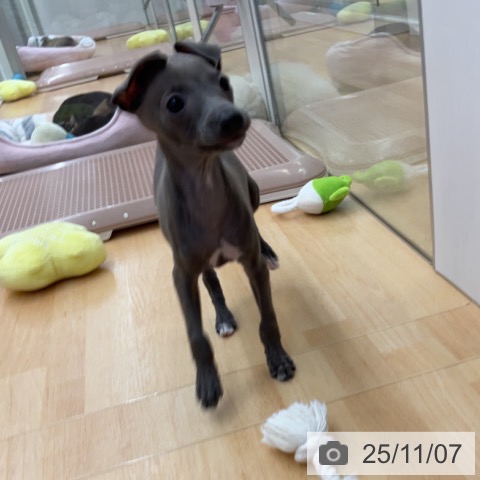 埼玉県のイタリアングレーハウンド (ペットプラス 八潮店/2025年9月2日生まれ/女の子/ブルーホワイト)の子犬の4枚目の画像