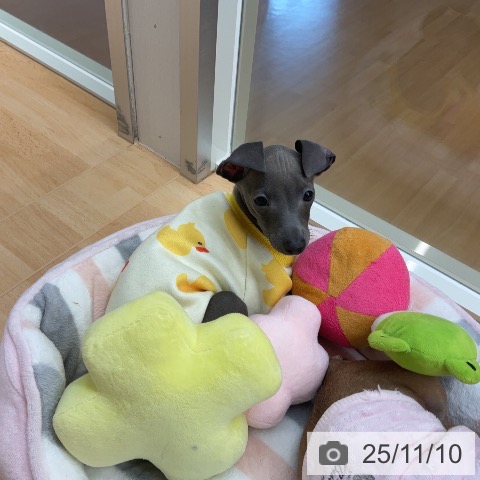 埼玉県のイタリアングレーハウンド (ペットプラス 八潮店/2025年9月2日生まれ/女の子/ブルーホワイト)の子犬の3枚目の画像