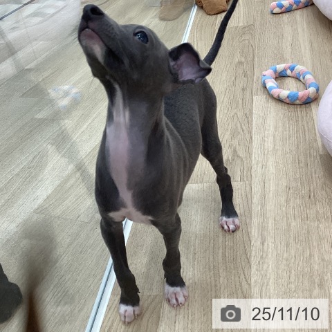 イタリアン・グレーハウンドの写真