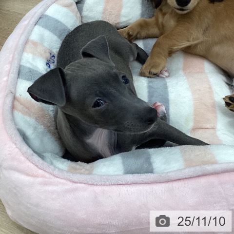 イタリアン・グレーハウンドの写真