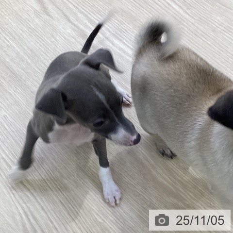 イタリアン・グレーハウンドの写真