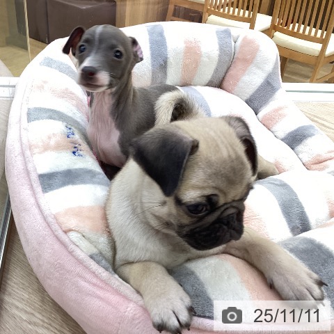 イタリアン・グレーハウンドの写真