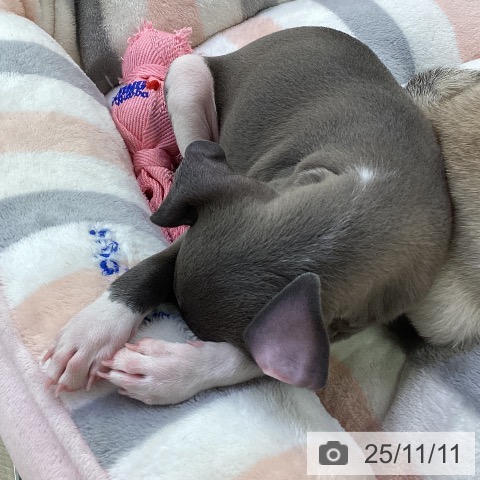 イタリアン・グレーハウンドの写真