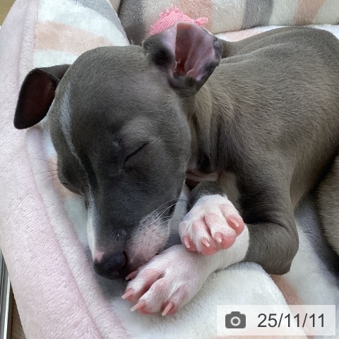 イタリアン・グレーハウンドの写真