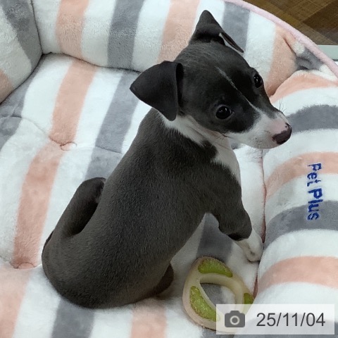 イタリアン・グレーハウンドの写真