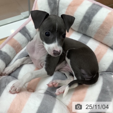 イタリアン・グレーハウンドの写真