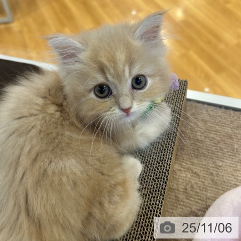 ミヌエットの写真