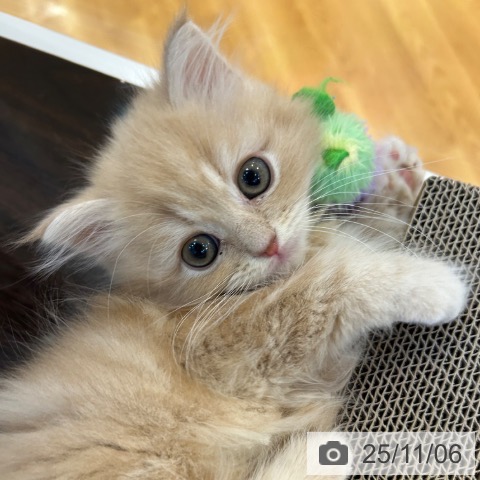 ミヌエットの写真