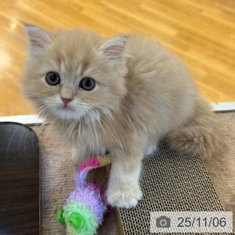 ミヌエットの写真