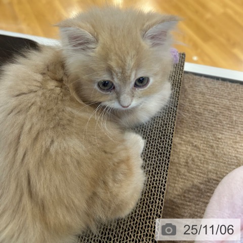 ミヌエットの写真