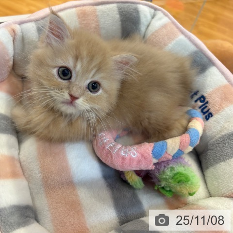 ミヌエットの写真