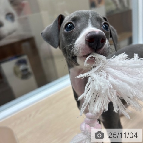 イタリアン・グレーハウンドの写真