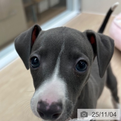 イタリアン・グレーハウンドの写真