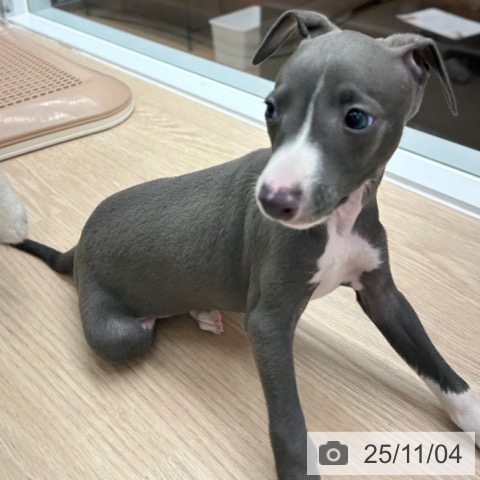 イタリアン・グレーハウンドの写真