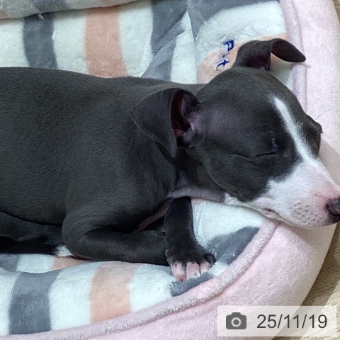 イタリアン・グレーハウンドの写真