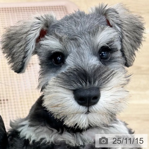 ミニチュア・シュナウザーの写真