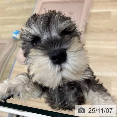 ミニチュア・シュナウザーの写真