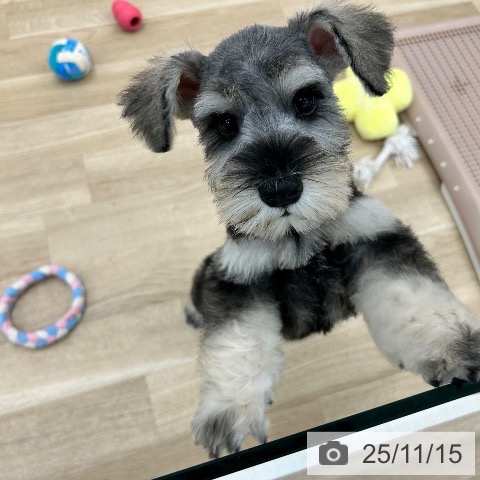 ミニチュア・シュナウザーの写真