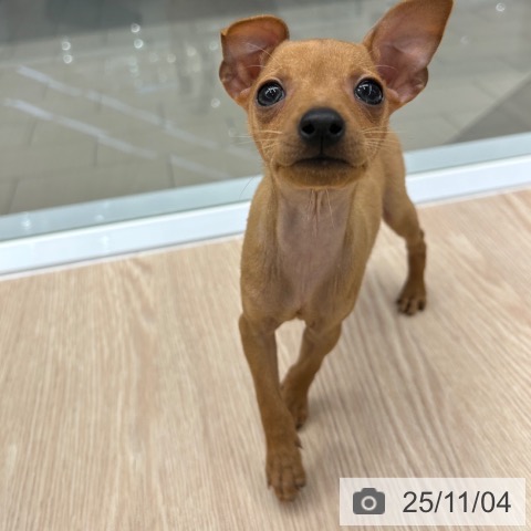 ミニチュア・ピンシャーの写真