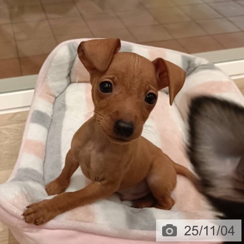 ミニチュア・ピンシャーの写真