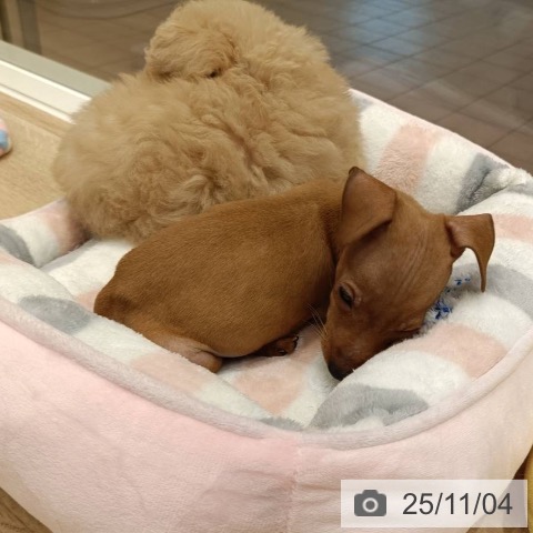 ミニチュア・ピンシャーの写真