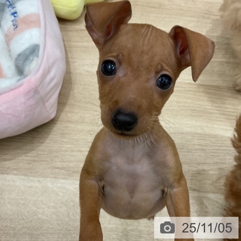 ミニチュア・ピンシャーの写真