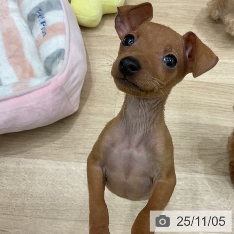 ミニチュア・ピンシャーの写真