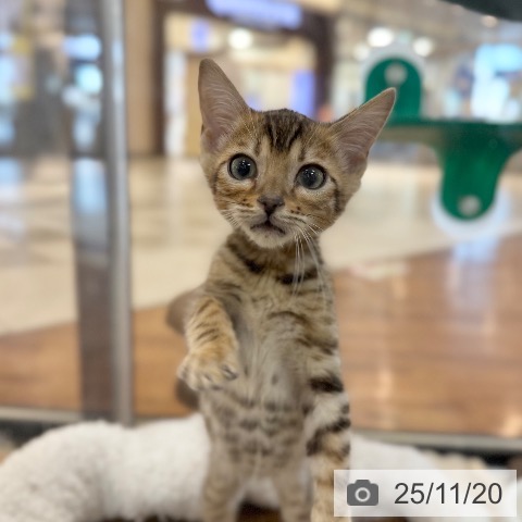 京都府のマンチカン (ペットプラス 久御山店/2025年9月4日生まれ/男の子/ブラウンスポットタビー)の子猫の4枚目の画像