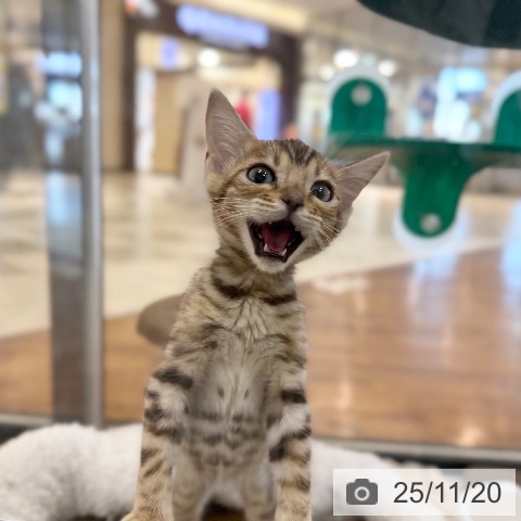 京都府のマンチカン (ペットプラス 久御山店/2025年9月4日生まれ/男の子/ブラウンスポットタビー)の子猫の3枚目の画像