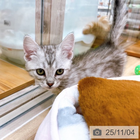 マンチカンの写真