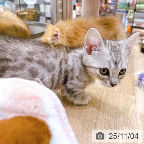 マンチカンの写真