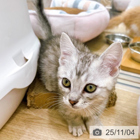 マンチカンの写真