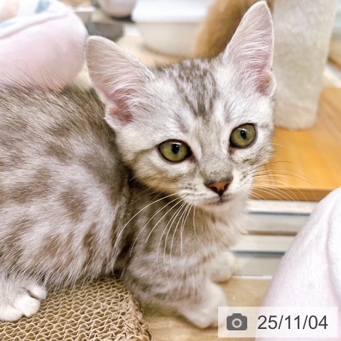 マンチカンの写真