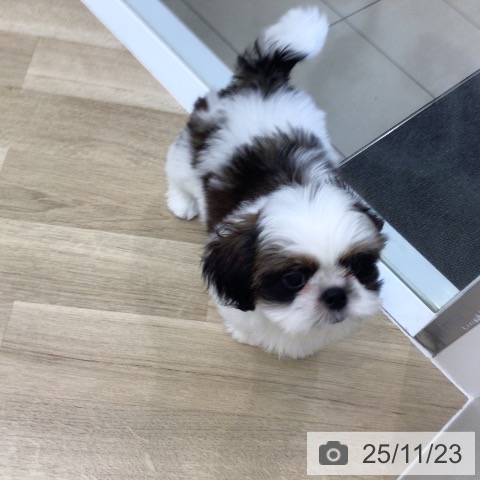 大阪府のシーズー (ペットプラス 松原店/2025年9月4日生まれ/男の子/ホワイトゴールド)の子犬の4枚目の画像