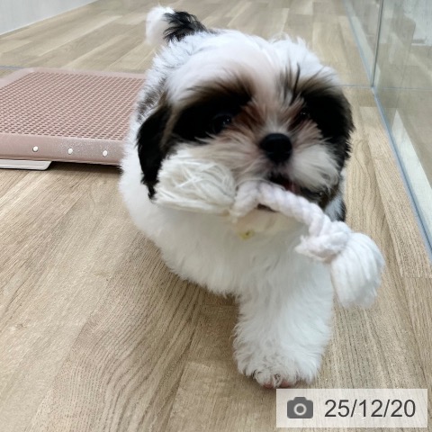 シー・ズーの写真