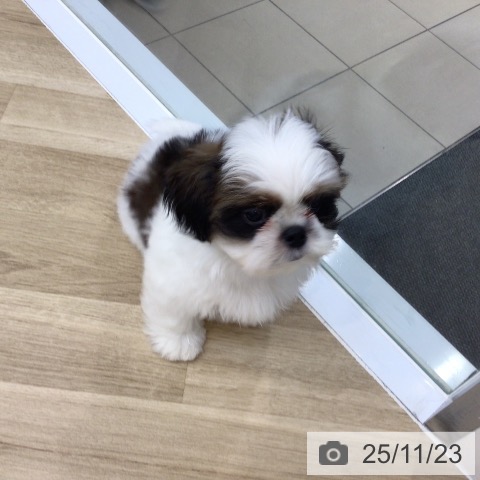 大阪府のシーズー (ペットプラス 松原店/2025年9月4日生まれ/男の子/ホワイトゴールド)の子犬の3枚目の画像