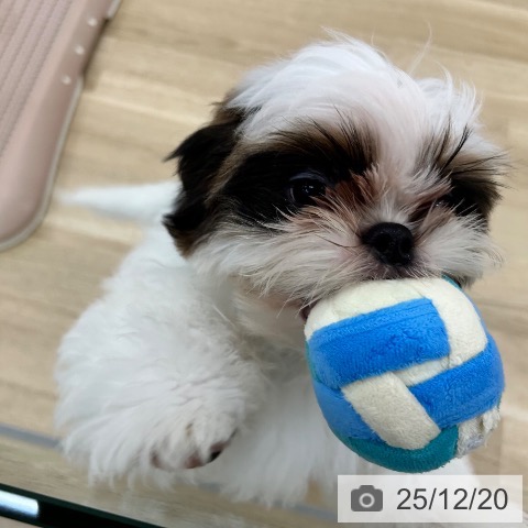 大阪府のシーズー (ペットプラス 松原店/2025年9月4日生まれ/男の子/ホワイトゴールド)の子犬の3枚目の画像