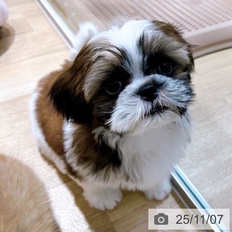 シー・ズーの写真