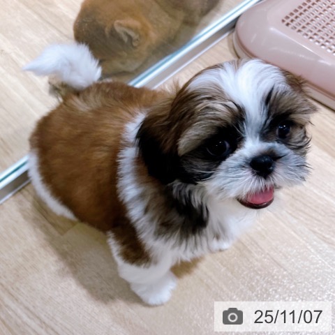 シー・ズーの写真