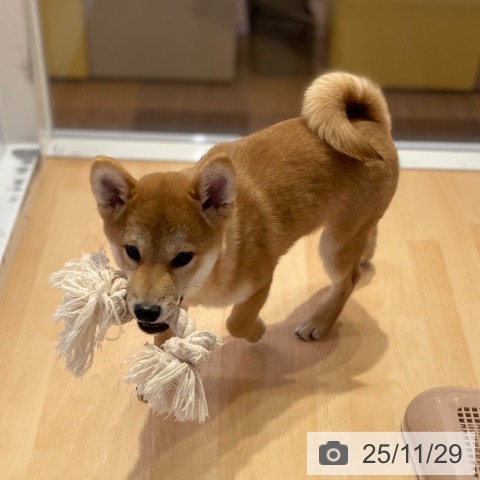 京都府の柴犬(標準サイズ) (ペットプラス 醍醐店/2025年8月22日生まれ/男の子/赤)の子犬の4枚目の画像