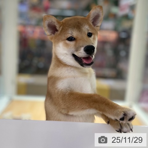 京都府の柴犬(標準サイズ) (ペットプラス 醍醐店/2025年8月22日生まれ/男の子/赤)の子犬の3枚目の画像