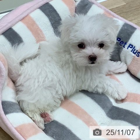 マルチーズの写真