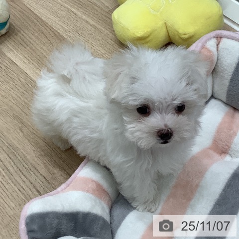 マルチーズの写真