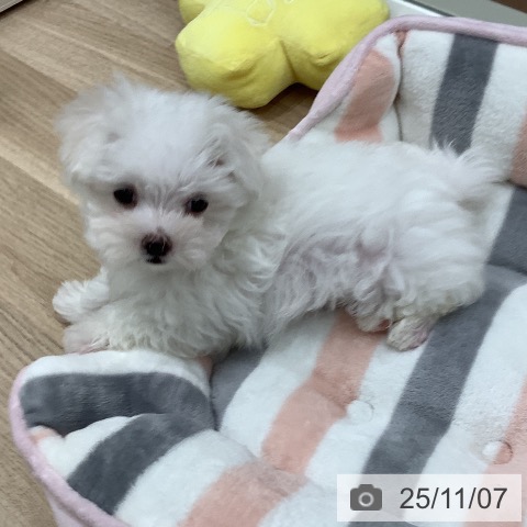 マルチーズの写真