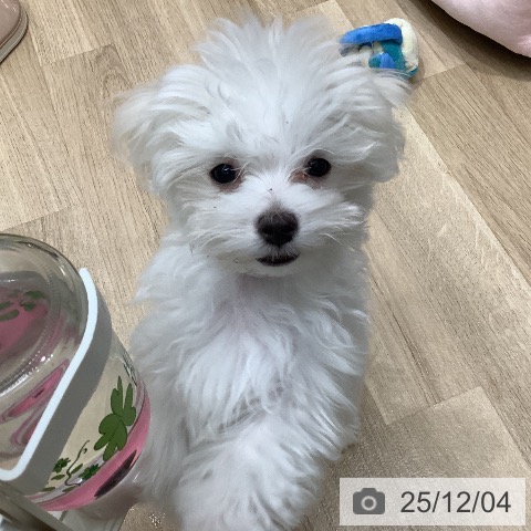 大阪府のマルチーズ (ペットプラス 鶴見店/2025年9月5日生まれ/男の子/ホワイト)の子犬の4枚目の画像
